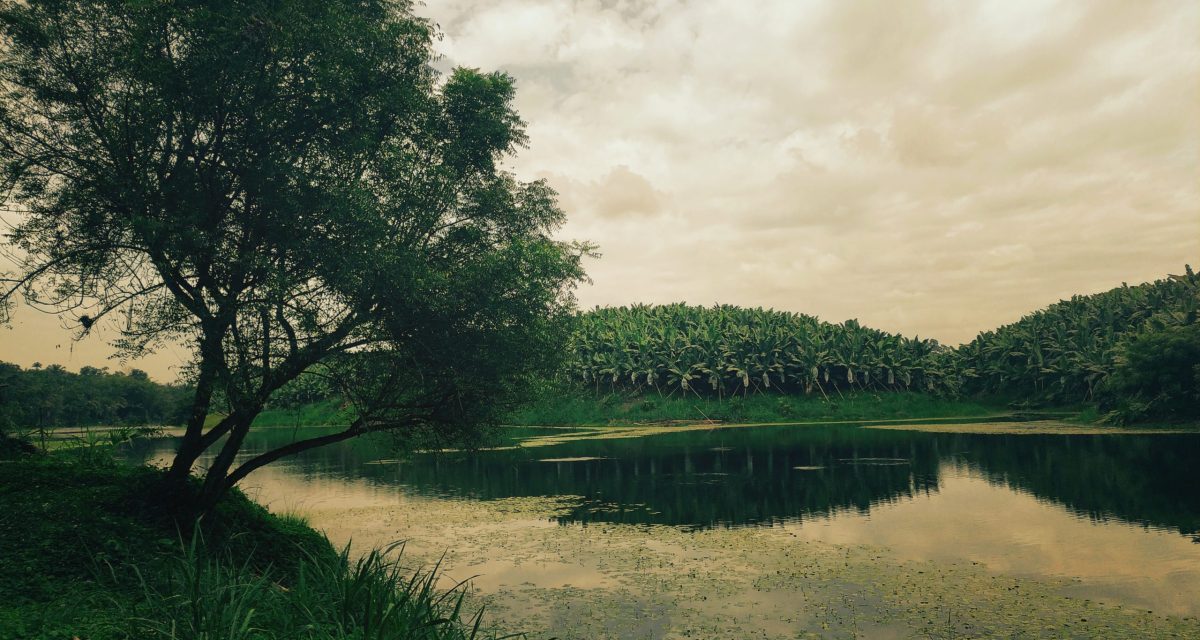 PAISAJE TANABE